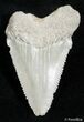 / Inch Chubutensis Fossil Shark Tooth #2427-1